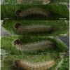 musch cribrellum larva3 volg1